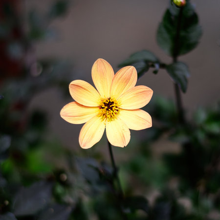 Yellow Dahlia coccinea on a blurred background of leavesの写真素材