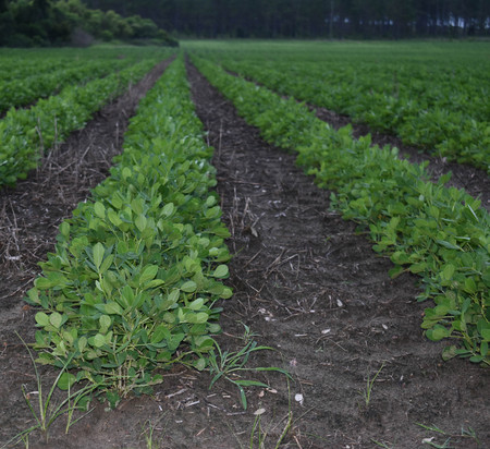 young peanut cropの写真素材