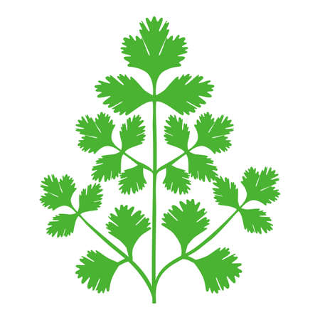 Parsley or cilantro herb vector icons. Illustration on a transparent background.のイラスト素材