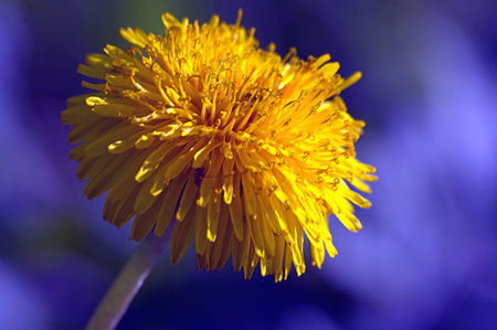 Field approximationの写真素材