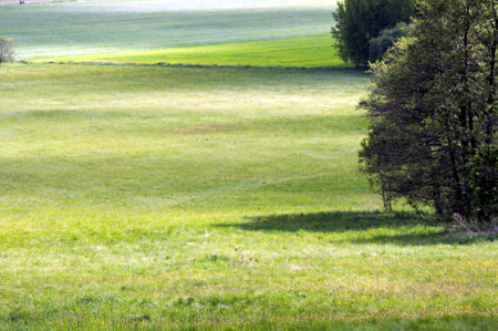  Grassland in full sun の写真素材
