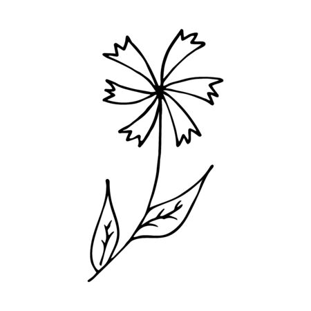 Cornflower black and white illustration in doodle style. Field beautiful flower, spring and summerのイラスト素材