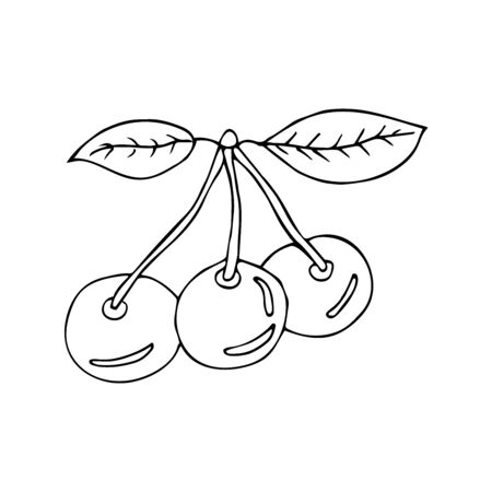 Three ripe cherries on a white background, black and white illustration in doodle style. Healthy and tasty summer berriesのイラスト素材