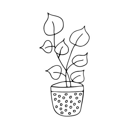 Potted plant, flower with large leaves doodle. Single black and white outline illustration vectorのイラスト素材