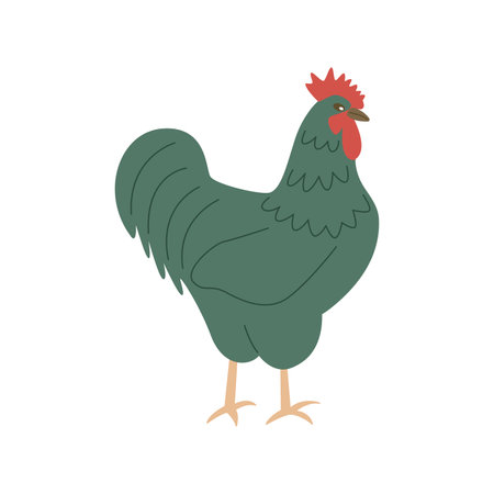 Rooster walks. Colorful hand drawn isolated vector illustration. domestic bird. Poultry breeding concept, rural life, farming. village life. single iconのイラスト素材