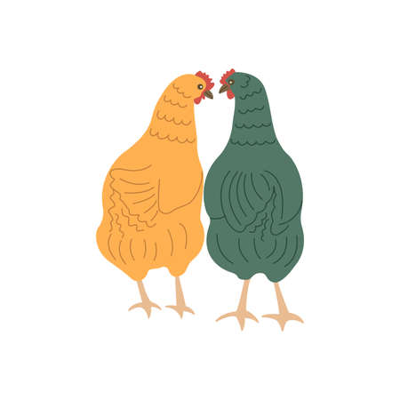 Two chicken friends walk and look at each other. Rural life, animal friendship. Colorful vector isolated hand drawn illustration. domestic bird. Poultry, village time. card or printのイラスト素材