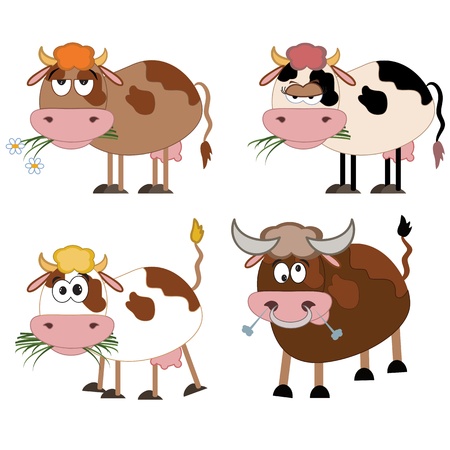 Cows and bull , cartoonのイラスト素材