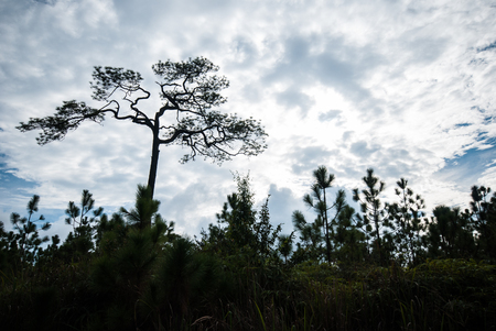 The big pine tree on the cloud and blue sky backgroundの写真素材