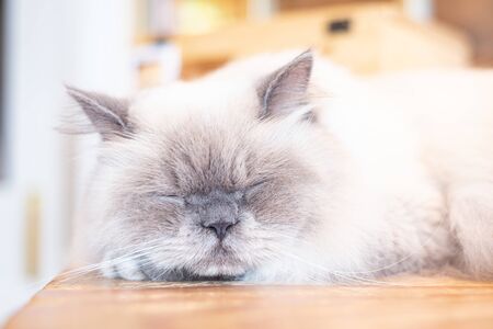 Closed up grey and white cat sleep and  lie on the table or floorの写真素材