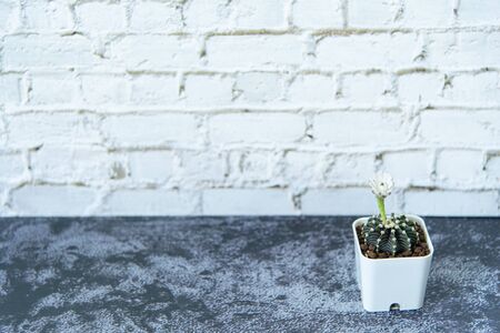 Closed up LB2178 cactus on gray marble stone and white brick background. Small beautiful and drought resistant, succulent plant is bloomingの写真素材
