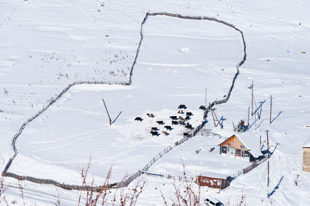 Top view beautiful scenery of farmimg community covered with snow in winter seasonの写真素材