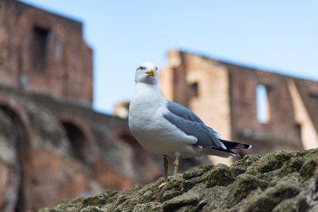 A seagull stands prominently in the foreground with the ancient Colosseum as a backdrop, blending natural and historical worlds in Rome, Italy.の写真素材