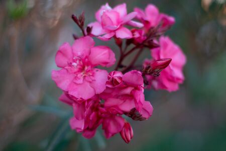 Beautiful pink flower with blurred backgroundの写真素材