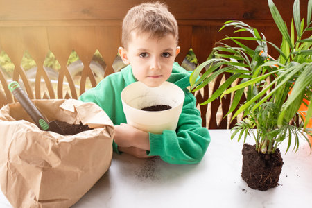 Home garden plants spread out on counter at home on the window. seedlings. white background. view from above. little boy taking care of houseplants. boy transplanting a plant on the terraceの写真素材