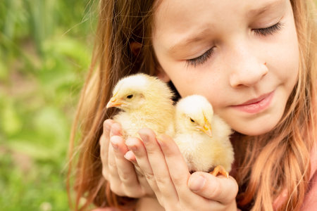 a cute girl in a pink sweater on a green lawn smiles and holds yellow chickens in her hands. close-up portrait of a girl with chickens.の写真素材