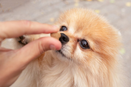 Close-up portrait of a Spitz dog eating a treat from its owner's hand. friendship between man and animal.の写真素材