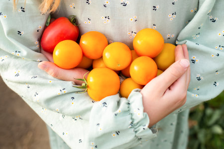 close-up of hands holding red and yellow organic tomatoes in a greenhouse.big harvest. healthy vegetables.の写真素材