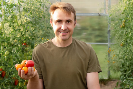 Friendly man picking fresh tomatoes at a farm. a male farmer collects tomatoes in a basket in a greenhouse.の写真素材