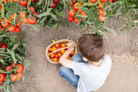 top view of a little boy in a greenhouse collecting organic tomatoes in a basket. a child enjoys fresh vegetables in the garden beds near the house.の写真素材