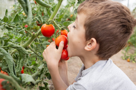 close-up portrait of a little boy in a greenhouse eating organic tomatoes. a child enjoys fresh vegetables in the garden beds near the house.の写真素材