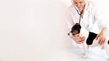banner 16:9 on a white background a Jack Russell Terrier dog being examined by a veterinarian in a...