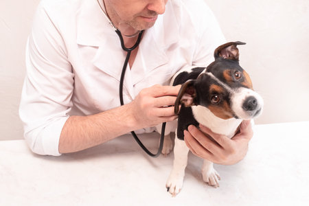 A small dog at the reception at the veterinarian in a veterinary clinic. Pet and animal health concept.の写真素材