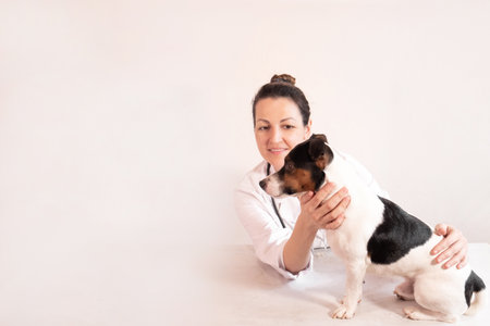 dog breed Jack Russell Terrier in the arms of a veterinarian on a white background. A small dog at...