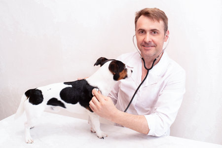 Veterinarian examination of pet on table in veterinary clinic, veterinary care of cute pet, health care of your pet.Treatment and vaccination of domestic animals.の写真素材
