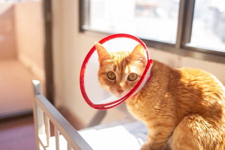 A ginger cat wearing a red collar sits comfortably on a bed in a bright, sunny room. The animal...