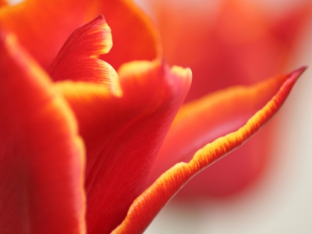 Closeup of red and yellow tulip の写真素材