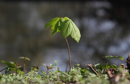 Sapling of Norway Maple  Acer platanoides の写真素材