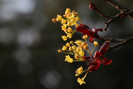 Flowers of Norway Maple  Acer platanoides の写真素材