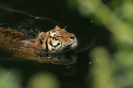 Swimming Tiger - Panthera tigris - shallow depth of field with foliage foreground の写真素材