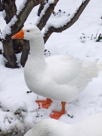 White goose in snowy landscape. This goose survived Christmas - in Germany, a goose (not a turkey) is a traditional Christmas meal.の写真素材