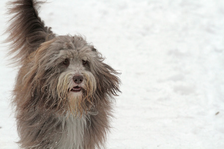 Bearded Collie in snowの写真素材