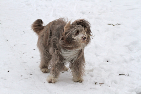 Bearded Collie Shaking in Snowの写真素材