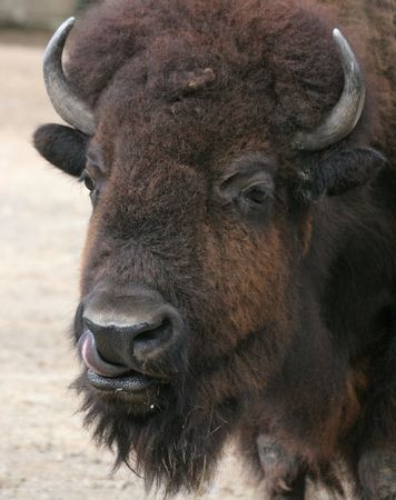 American Bison (Bison bison) licking its nostril