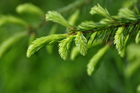 Needles of the Spruce in the Green Forestの写真素材