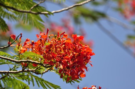 Beautiful red tree flowers in Hue Vietnam