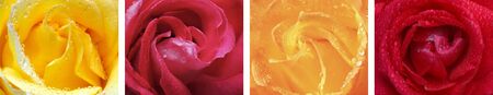 Four Rosses in a rectangleの写真素材