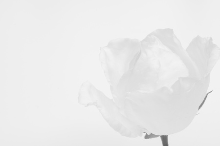 Single white rose macro shot on a white backgroundの写真素材