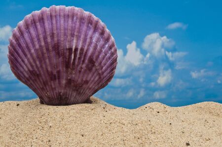 Purple sea shell on beach with blue sky
の写真素材