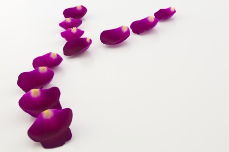 Red rose petals on a white backgroundの写真素材