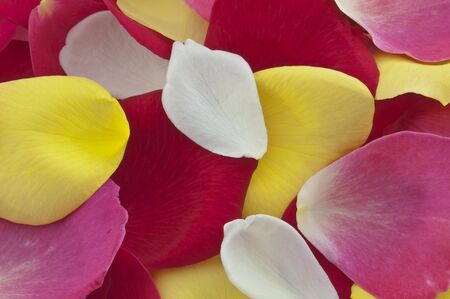 red yellow and white rose petalsの写真素材