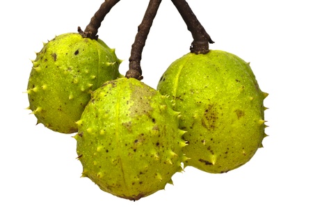 Three conkers in green shells hanging down