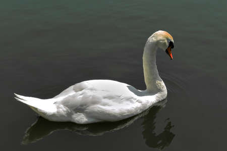Single white Swan on a lake swimming awayの写真素材