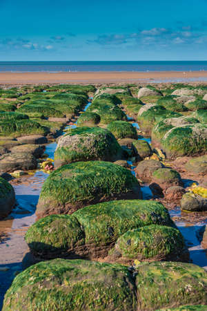 Green algae on rocks by sea at low tideの写真素材