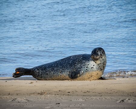 Seal on a beach next to the sea shoreの写真素材