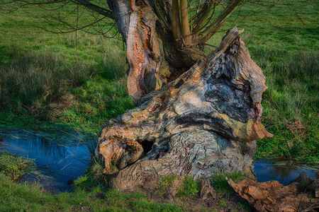 Old decaying tree next to a streamの写真素材