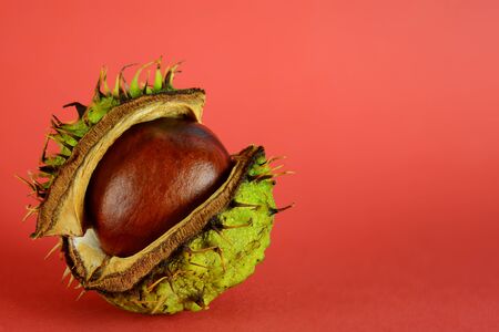 Conker shell splitting to reveal conkerの写真素材